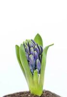 Blue hyacinth flower isolated on a white background. Flower bud. Close-up of a beautiful blue hyacinth flower. Blue hyacinth on a white background. photo