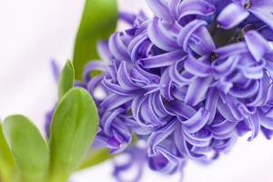 Blue hyacinth flower on a delicate background close-up. Flower bud, macro photography. Close-up of a beautiful blue hyacinth flower. The first spring flower is a blue hyacinth. photo