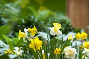 A flower bed with yellow daffodils blooming in the spring garden. In the spring, daffodils of various types bloom in the garden. A blooming daffodil. Blooming daffodils in spring. photo