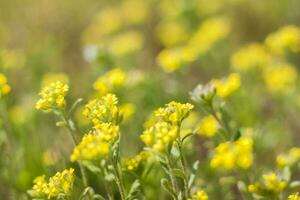 un campo de pradera con hierba fresca y flores amarillas. paisaje natural de primavera de verano. un fondo de paisaje floreciente para una postal, pancarta o póster foto