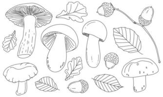 Mushrooms, acorns, and leaves are drawn with the contour lines. Vector illustration isolated on white. The concept of autumn, the gifts of the forest