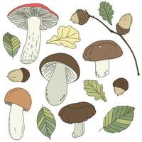 Mushrooms, acorns, and leaves are drawn with the contour lines and colored on autumn colors. Vector illustration isolated on white. The concept of fall, the gifts of the forest.