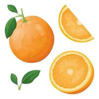 A collection of vector illustrations, a whole orange with a twig and a leaf, cut in half, and a wedge. Fresh healthy natural citrus.