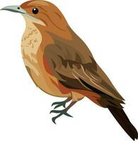 The Rufous Hornero, Argentina national bird vector illustration , Furnarius rufus ovenbird vector flat style image