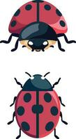 mariquita coccinélido insecto plano estilo vector ilustración, frente ver y parte superior ver , dama aves o dama vacas , escarabajo valores vector imagen