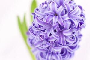 Blue hyacinth flower on a delicate background close-up. Flower bud, macro photography. Close-up of a beautiful blue hyacinth flower. The first spring flower is a blue hyacinth. photo