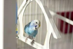A budgie. A blue budgie sits in a cage. Poultry. photo