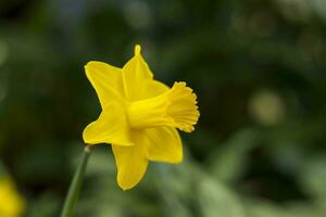 A flower bed with yellow daffodils blooming in the spring garden. In the spring, daffodils of various types bloom in the garden. A blooming daffodil. Blooming daffodils in spring. photo