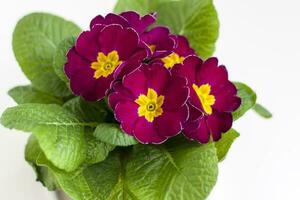 Maroon primrose close-up on a white isolated background. A maroon cultivated flower blooms. A flowering shrub of maroon-yellow primrose in a pot. photo