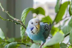 A beautiful blue budgie sits without a cage on a house plant. Tropical birds at home. photo
