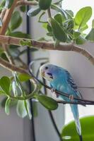 A beautiful blue budgie sits without a cage on a house plant. Tropical birds at home. photo