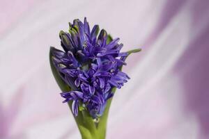 Blue hyacinth flower on a delicate fabric background. Flower bud. Close-up of a beautiful blue hyacinth flower. The first spring flower is a blue hyacinth. photo