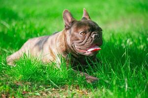 The dog lies in the grass. French bulldog on the lawn. photo