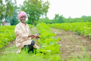 Farmer holding a cotton tree in a cotton field, cotton tree, holding Leaf in India photo