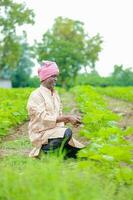 Farmer holding a cotton tree in a cotton field, cotton tree, holding Leaf in India photo