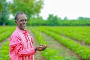 Indian happy farmer holding cotton tree in hands, happy farmer photo