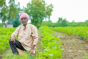 Farmer holding a cotton tree in a cotton field, cotton tree, holding Leaf in India photo