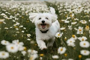 contento perro corriendo mediante flor campo. generativo ai foto