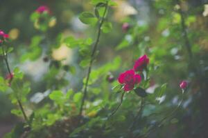 Pink roses blooming in a summer garden photo