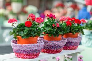 Red geranium in flower pots photo