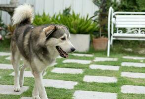 siberiano fornido perro en pie en el jardín foto