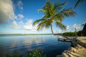 Palm leaning over ocean in the Florida Keys photo