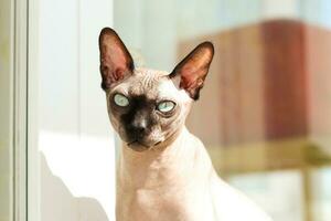 A bald cat of the Canadian Sphynx breed sits on the floor in the sun photo