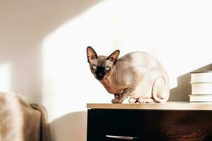 A bald cat of the Canadian sphynx breed looks into the frame. photo