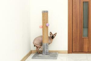 Sphynx Cat Scratching And Sharpening Claws on a special board photo