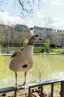 Portrait of Beautiful funny nile goose standing near lake. The goose protects its offspring. Nile goose in the city center.  Nile goose standing near lake photo