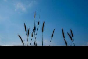 Grass flowers grow behind a black wall against a blue backdrop. photo