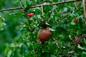 A fresh pomegranate fruit with rain drops on it, Pomegranate with its leaves in raining, Pomegranate fruits moistened by the rain photo