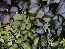 purple and green leaves background, vibrant decorative greenery backdrop, floral summer botanical texture, wild ivy organic backdrop photo