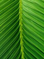 Close up sugar leaf texture green photo