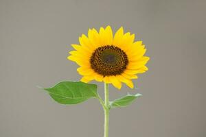 Sunflowers in full bloom in summer, Sunflower oil improves skin health ,Sunflower natural background photo