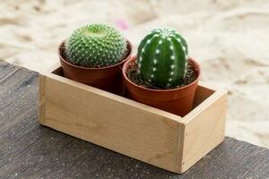 Cactus on wooden and sand background photo