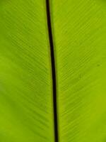 Texture banana leaves under for background,soft focus and blur photo