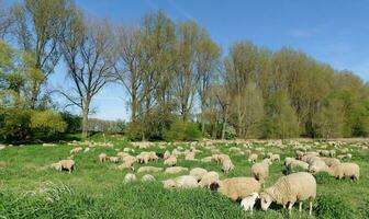 Kirberger Loch Nature Reserve at Rhine River,Monheim am Rhein,North Rhine Westphalia,Germany photo