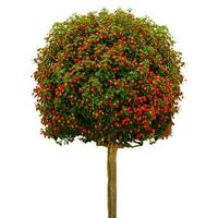 Lantana Camara, Weeping , tickberry Clipping path on white Isolated background photo
