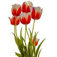 Tulip Clipping path on white Isolated background photo