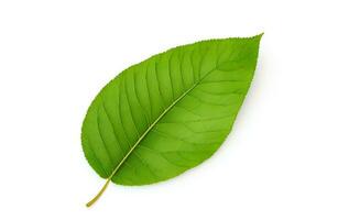 Leaf Clipping path on white Isolated background photo