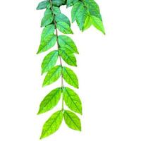 Small Leaf and Limb Mok Tree Clipping path on white Isolated background photo