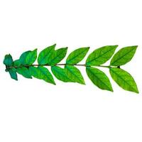Small Leaf and Limb Mok Tree Clipping path on white Isolated background photo