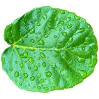 Rain Drop On Leaf Clipping path on white Isolated background1 photo