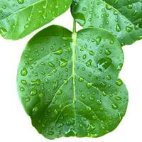 Rain Drop On Leaf Clipping path on white Isolated background1 photo