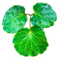 Rain Drop On Leaf Clipping path on white Isolated background1 photo