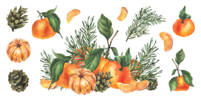 Orange tangerines whole, peeled and sliced with pine branch and cones. Christmas, New Year, hand drawn watercolor illustration. Isolated composition with elements png