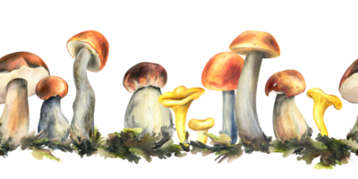 Forest edible mushrooms porchini, boletus, chanterelles with moss. Watercolor illustration, hand drawn. Seamless border png