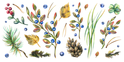Autumn forest plants, blueberries, lingonberries, cones, leaves, pine needles, moss and grass. Watercolor illustration, hand drawn. A set isolated elements png