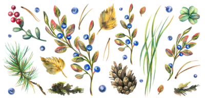 Herbst Wald Pflanzen, Blaubeeren, Preiselbeeren, Zapfen, Blätter, Kiefer Nadeln, Moos und Gras. Aquarell Illustration, Hand gezeichnet. ein einstellen isoliert Elemente png